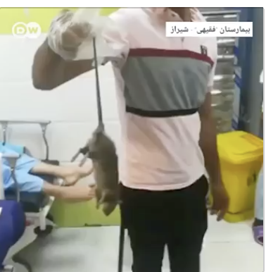 موش غول آسا در بیمارستانی در شیراز و شرایط اسف بار بهداشت هموطنان