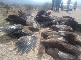 ۲۸ عقاب به دلیل خوردن لاشه مرغ‌های فاسد که در حاشیه جاده سروستان تخلیه شده بود، تلف شدند!